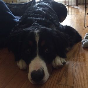 Meet your Posher, Connor